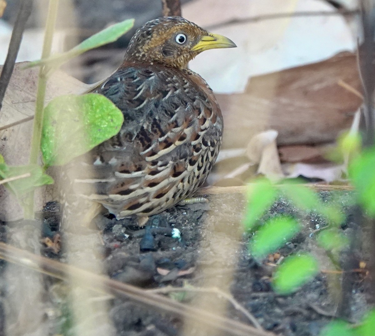 Red-backed Buttonquail - ML626524019