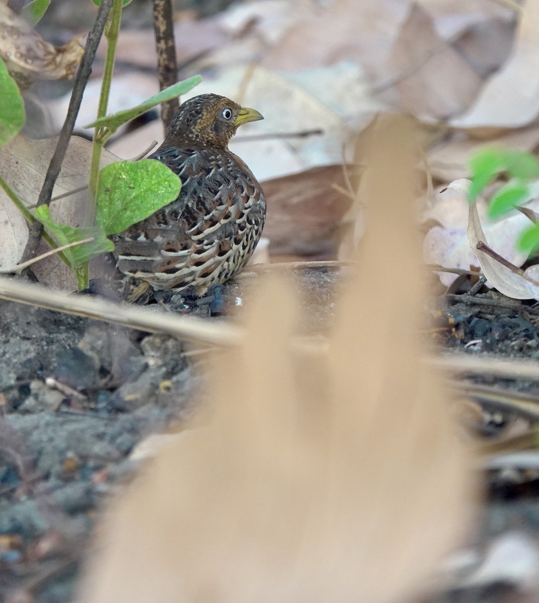 Red-backed Buttonquail - ML626524020