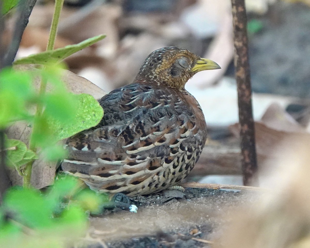 Red-backed Buttonquail - ML626524021