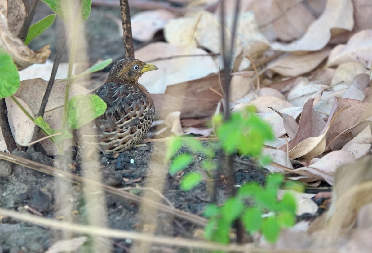 Red-backed Buttonquail - ML626524022