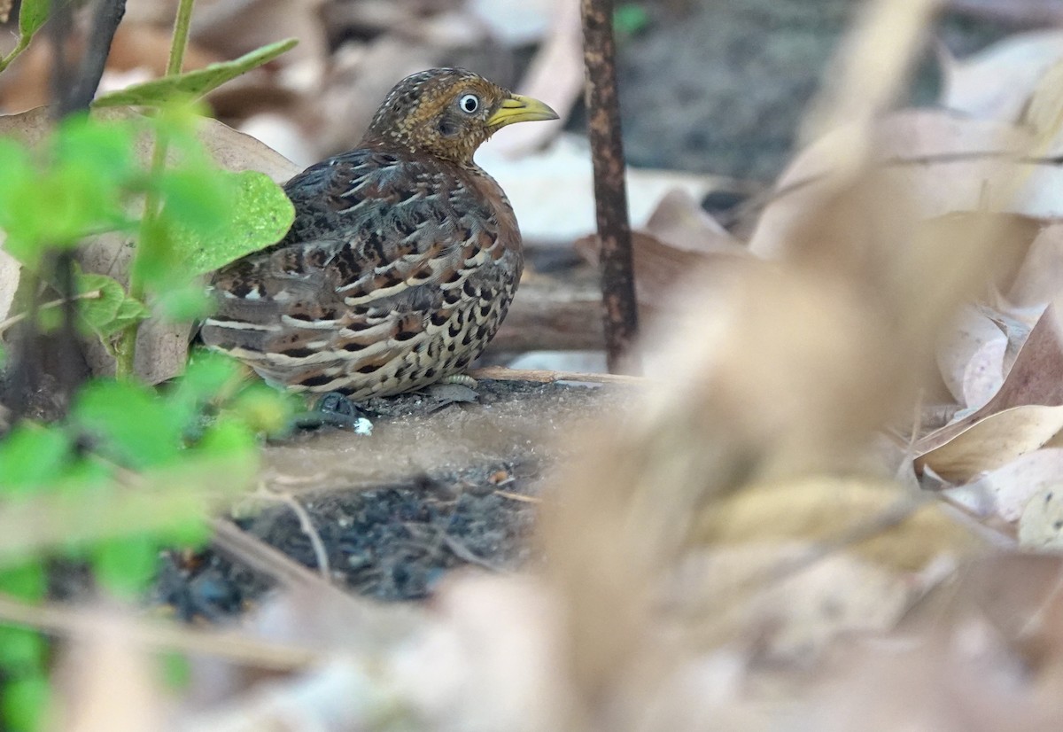 Red-backed Buttonquail - ML626524023