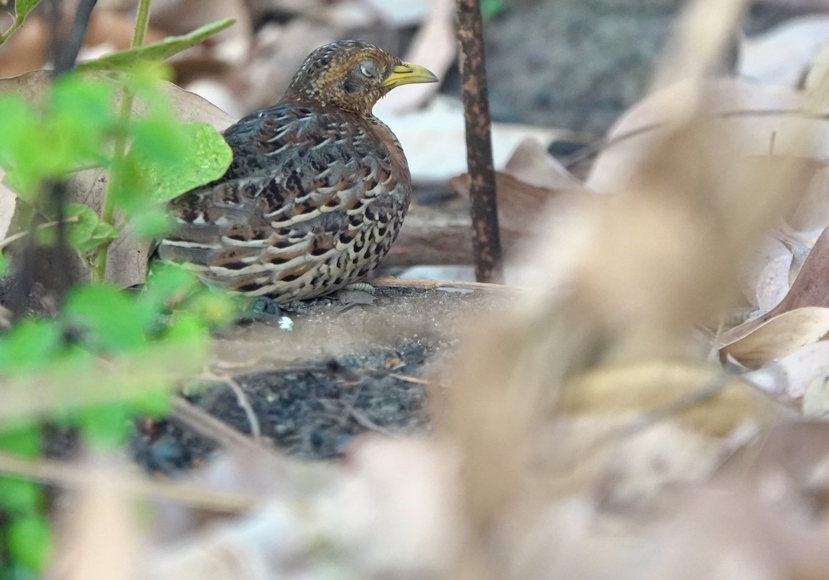 Red-backed Buttonquail - ML626524024