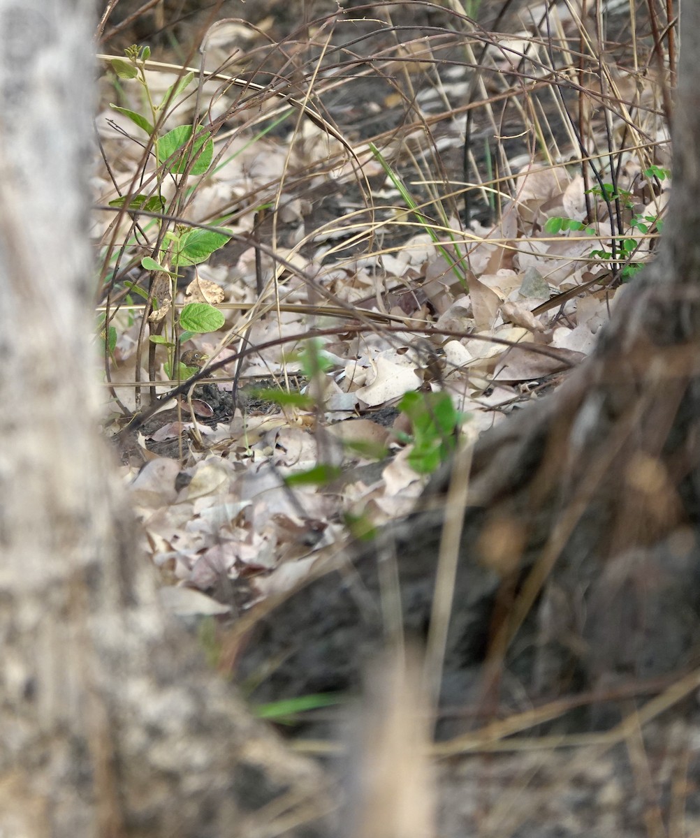 Red-backed Buttonquail - ML626524025