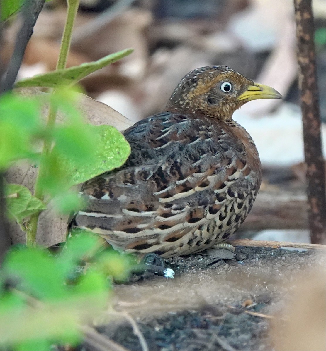 Red-backed Buttonquail - ML626524026