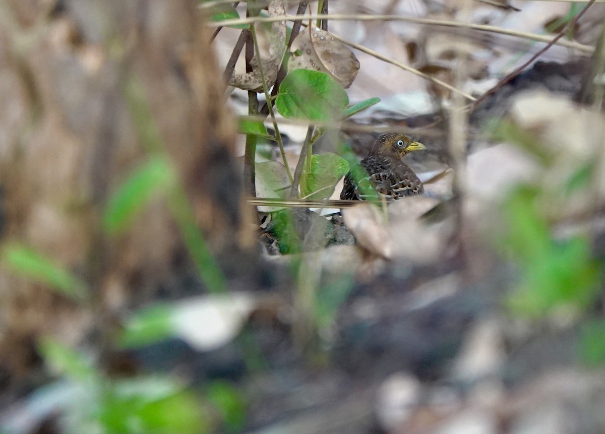 Red-backed Buttonquail - ML626524027