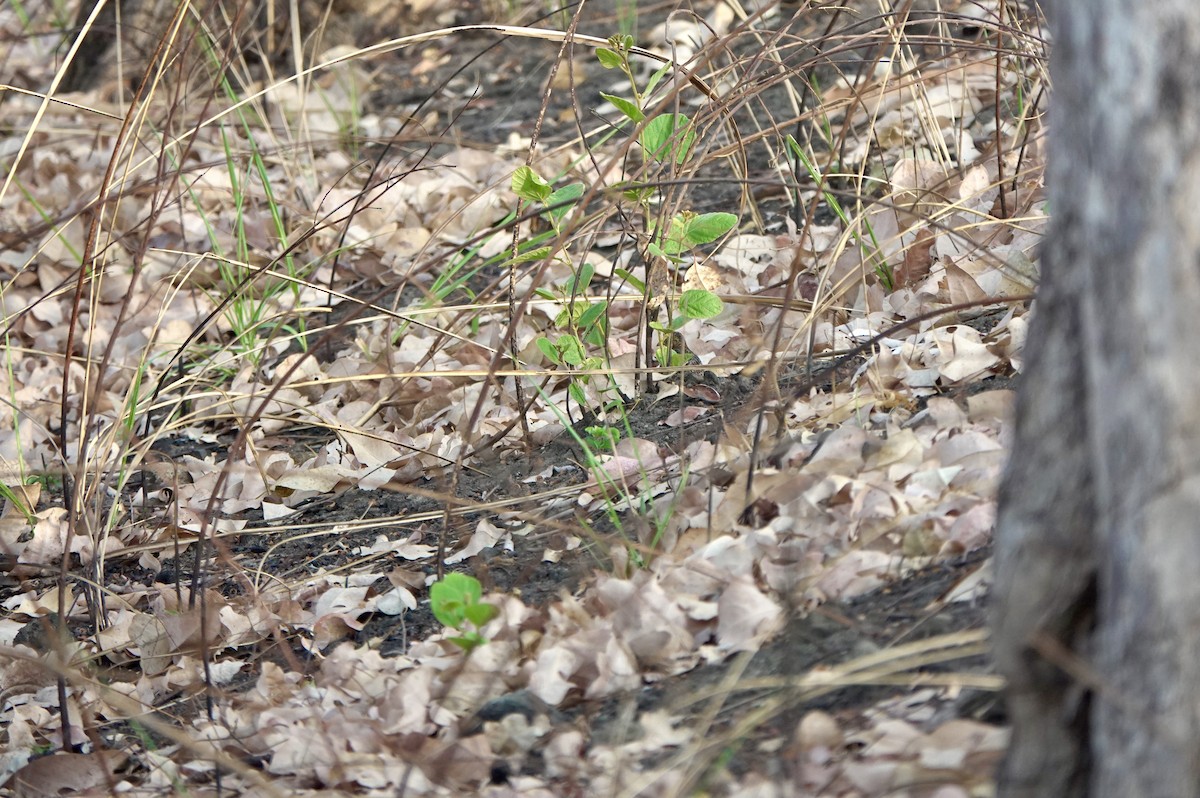 Red-backed Buttonquail - ML626524028