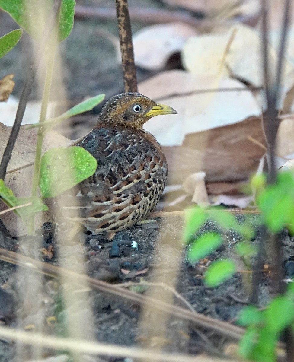 Red-backed Buttonquail - ML626524029