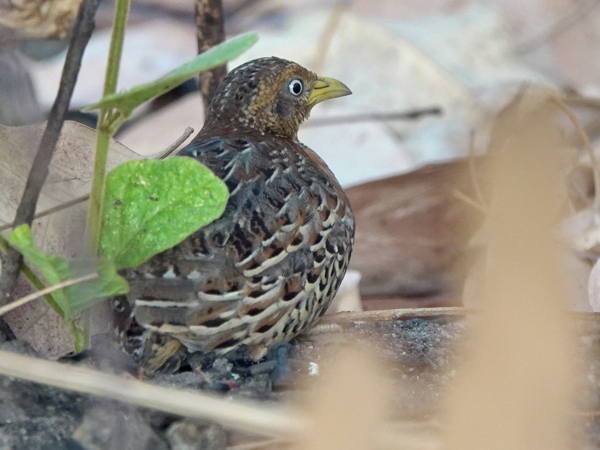 Red-backed Buttonquail - ML626524030