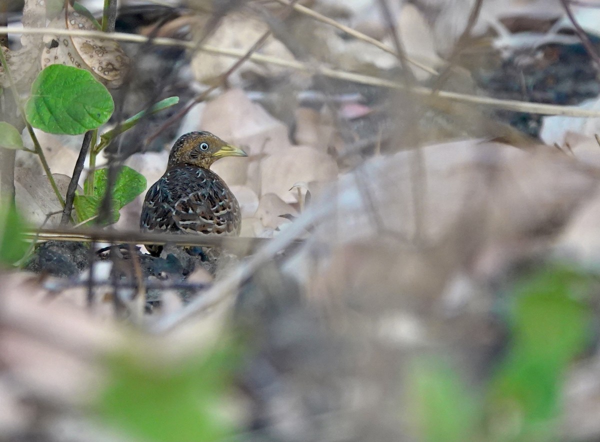 Red-backed Buttonquail - ML626524031