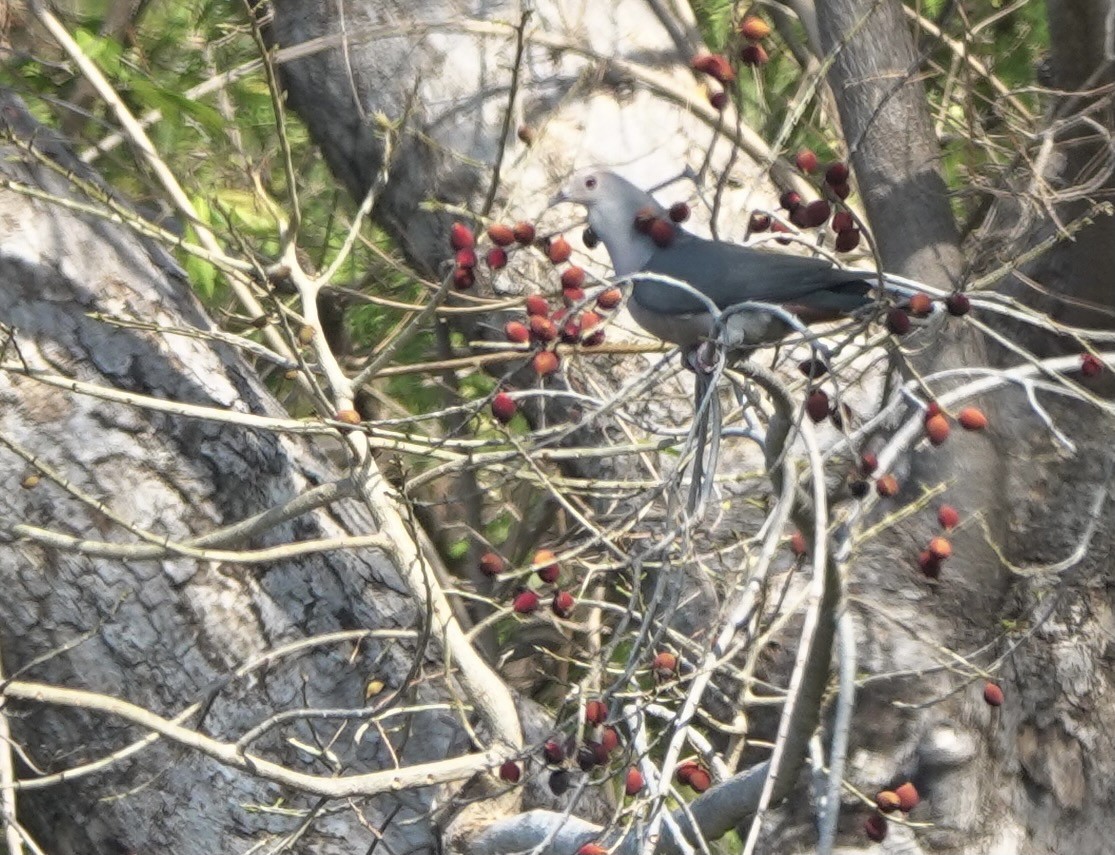 Pink-headed Imperial-Pigeon - ML626524043