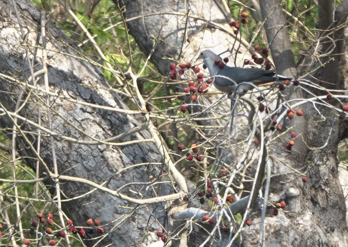 Pink-headed Imperial-Pigeon - ML626524044