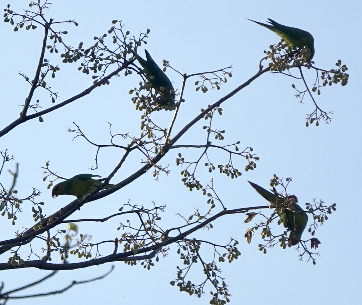 Olive-headed Lorikeet - ML626524074