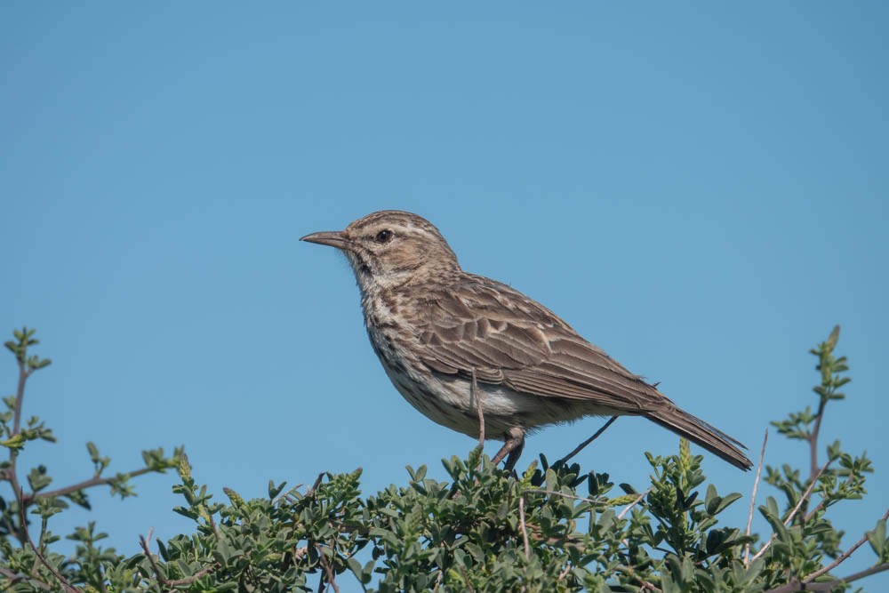 Karoo Lark - ML626524076