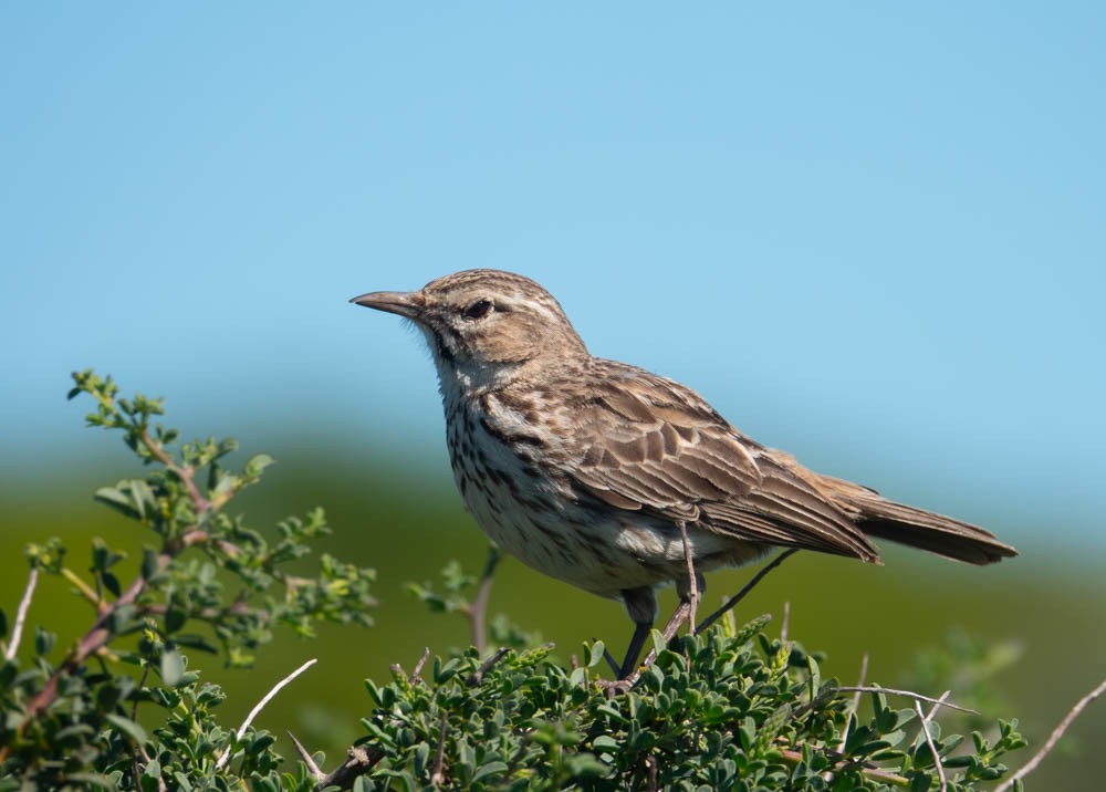 Karoo Lark - ML626524077