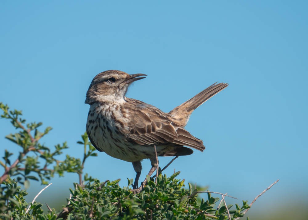 Karoo Lark - ML626524078