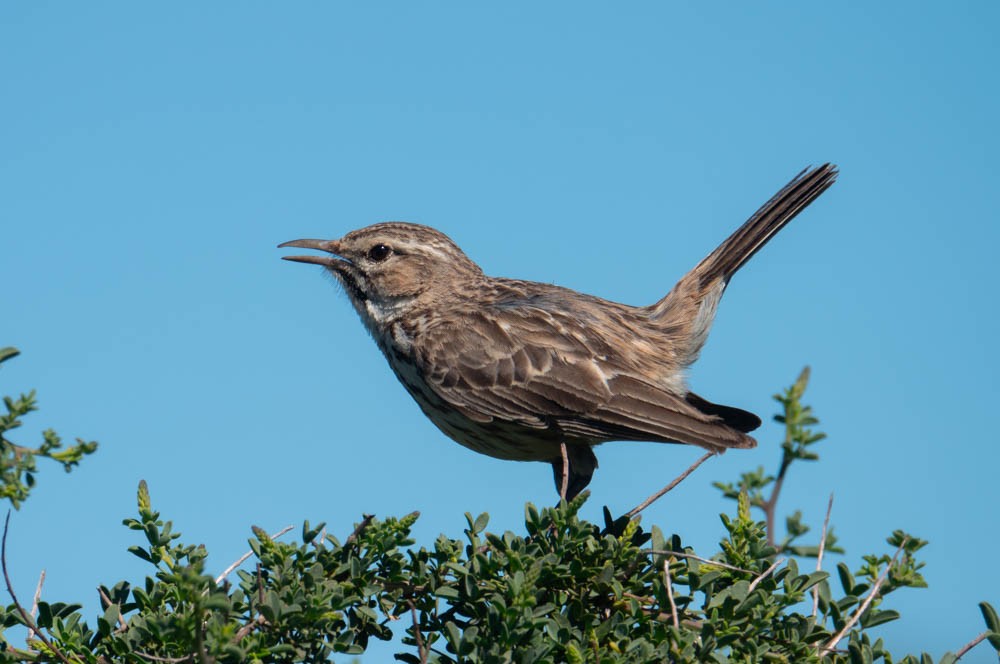 Karoo Lark - ML626524079