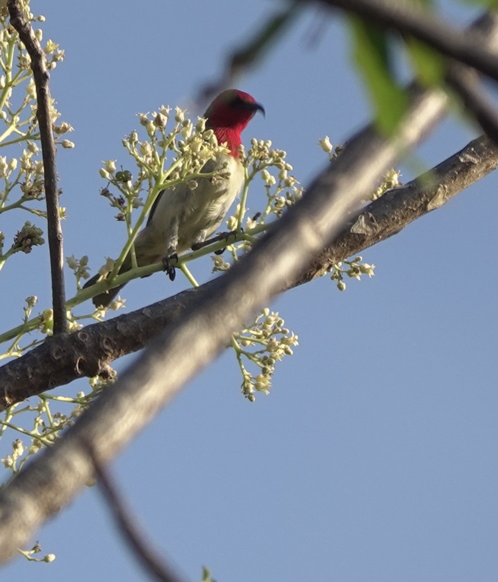 Crimson-hooded Myzomela - ML626524084