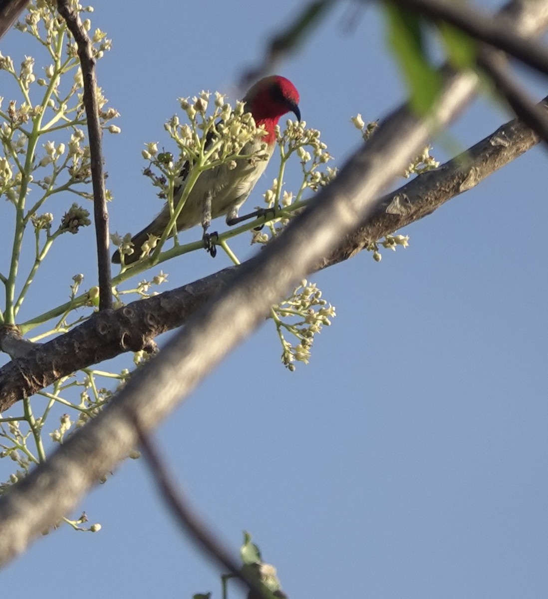 Crimson-hooded Myzomela - ML626524087