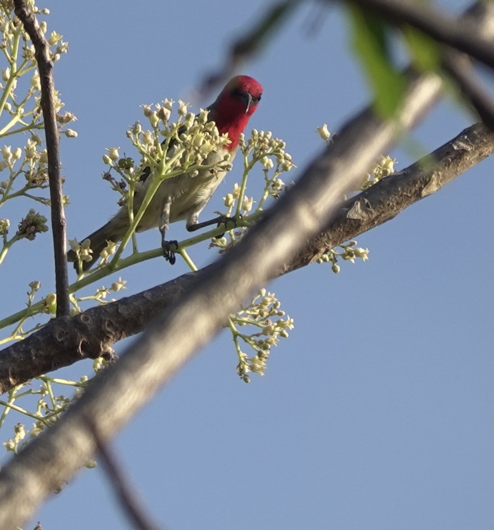 Crimson-hooded Myzomela - ML626524088