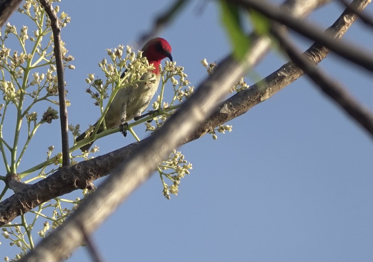 Crimson-hooded Myzomela - ML626524090