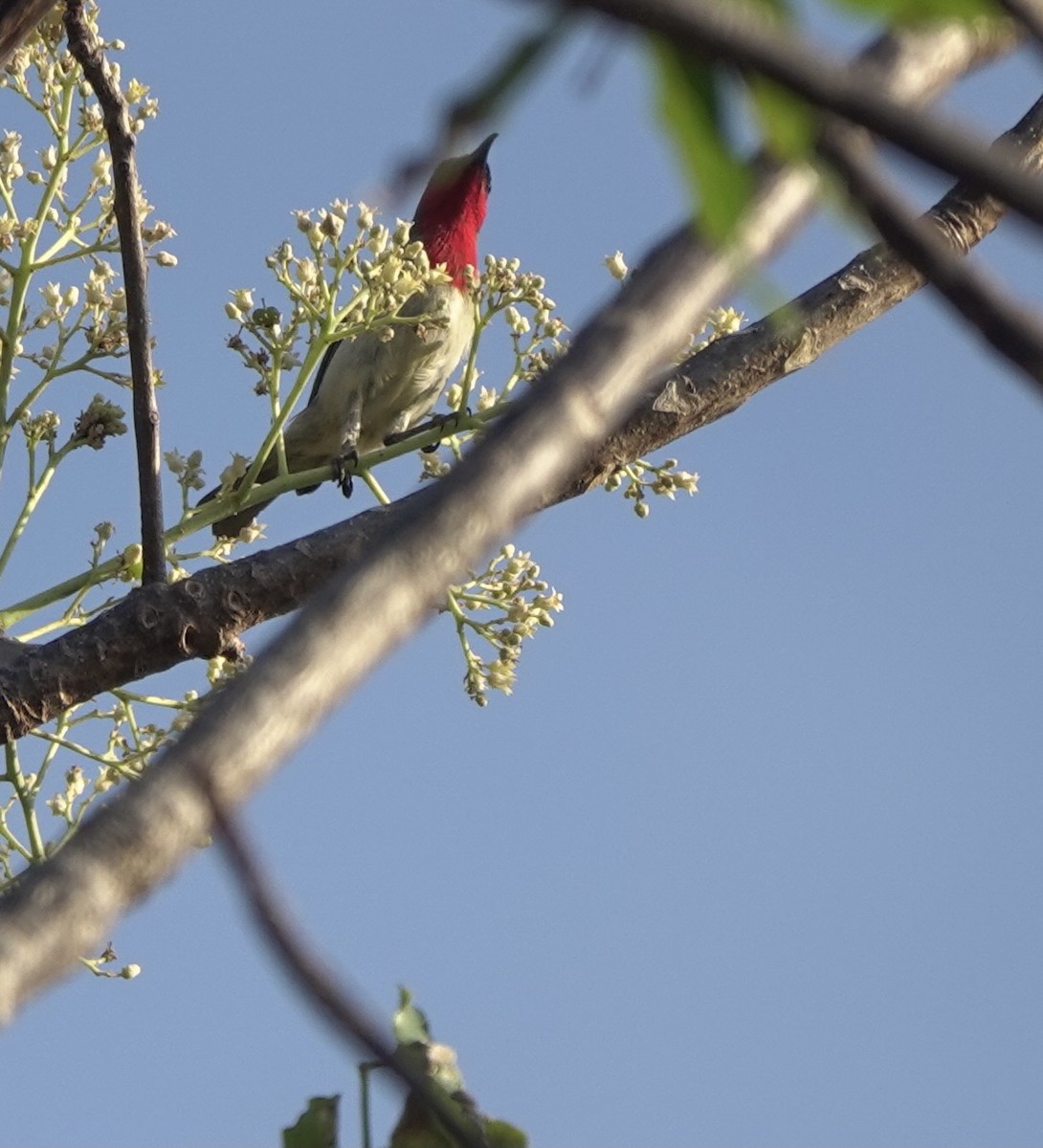 Crimson-hooded Myzomela - ML626524091