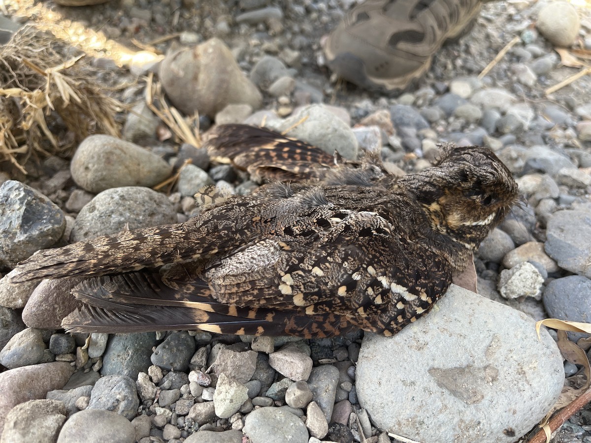Timor Nightjar - ML626524132
