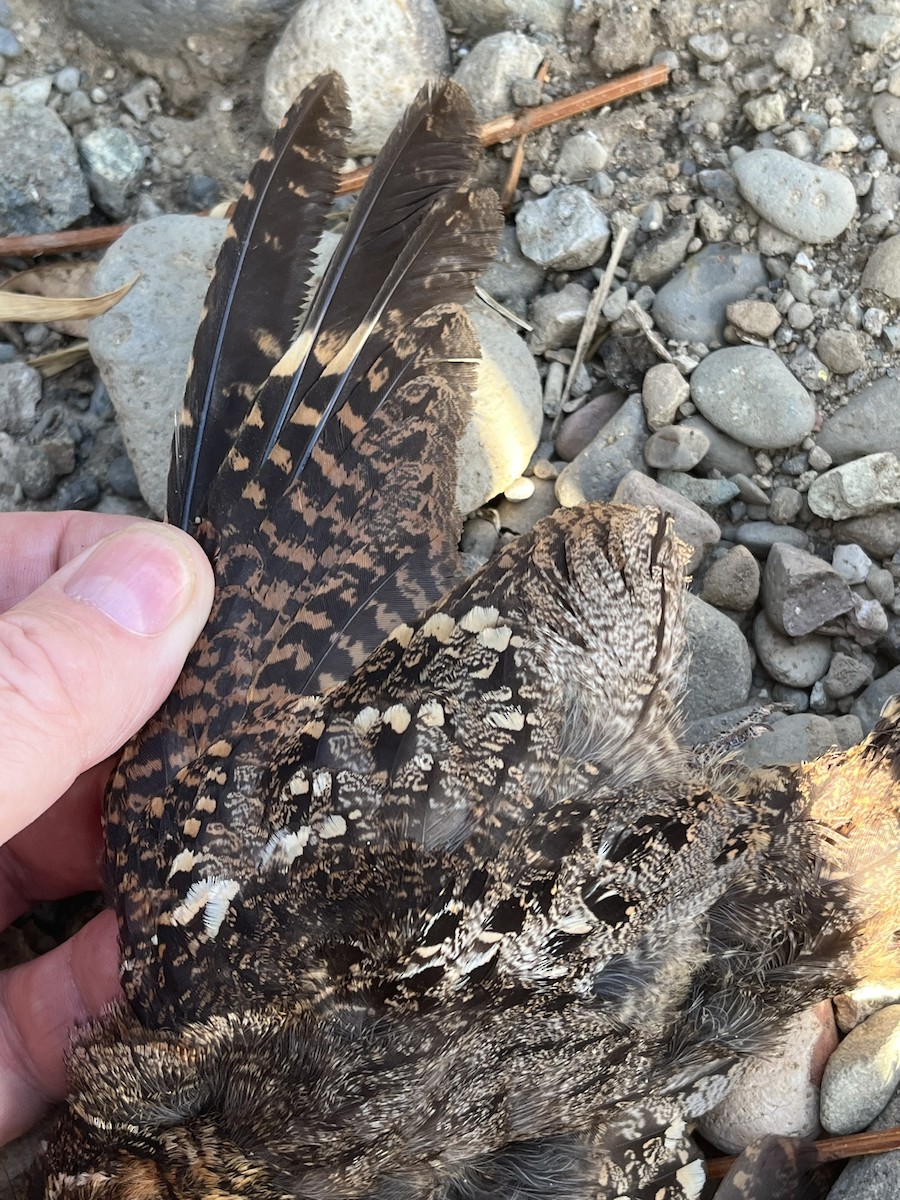 Timor Nightjar - ML626524140