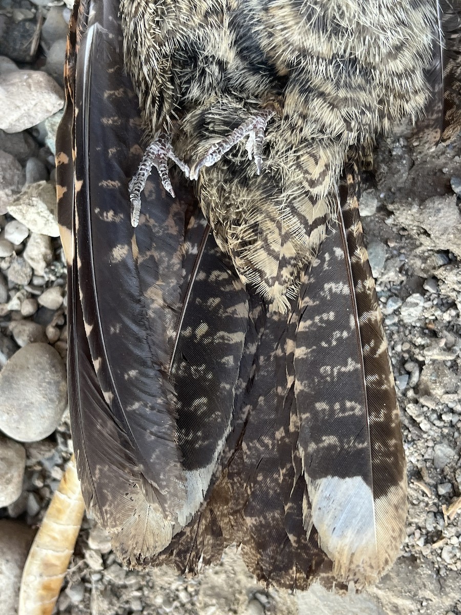 Timor Nightjar - ML626524141