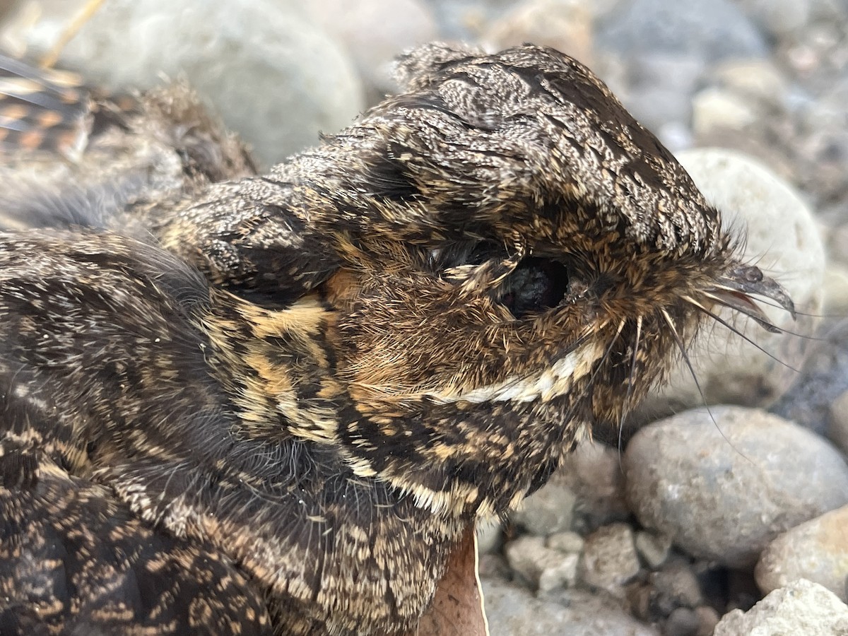 Timor Nightjar - ML626524142