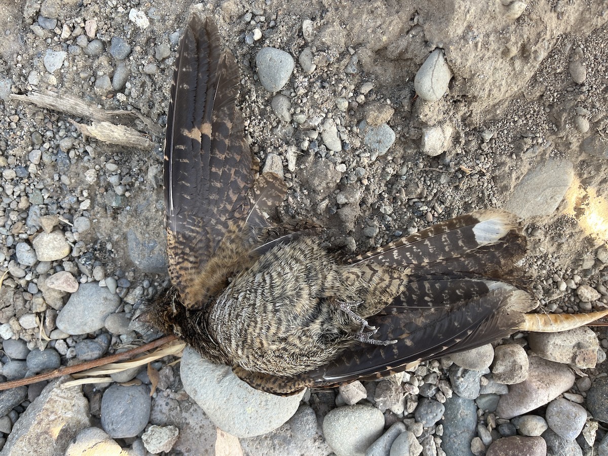 Timor Nightjar - ML626524143