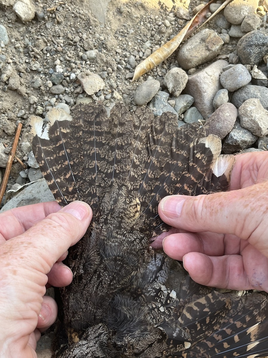 Timor Nightjar - ML626524144