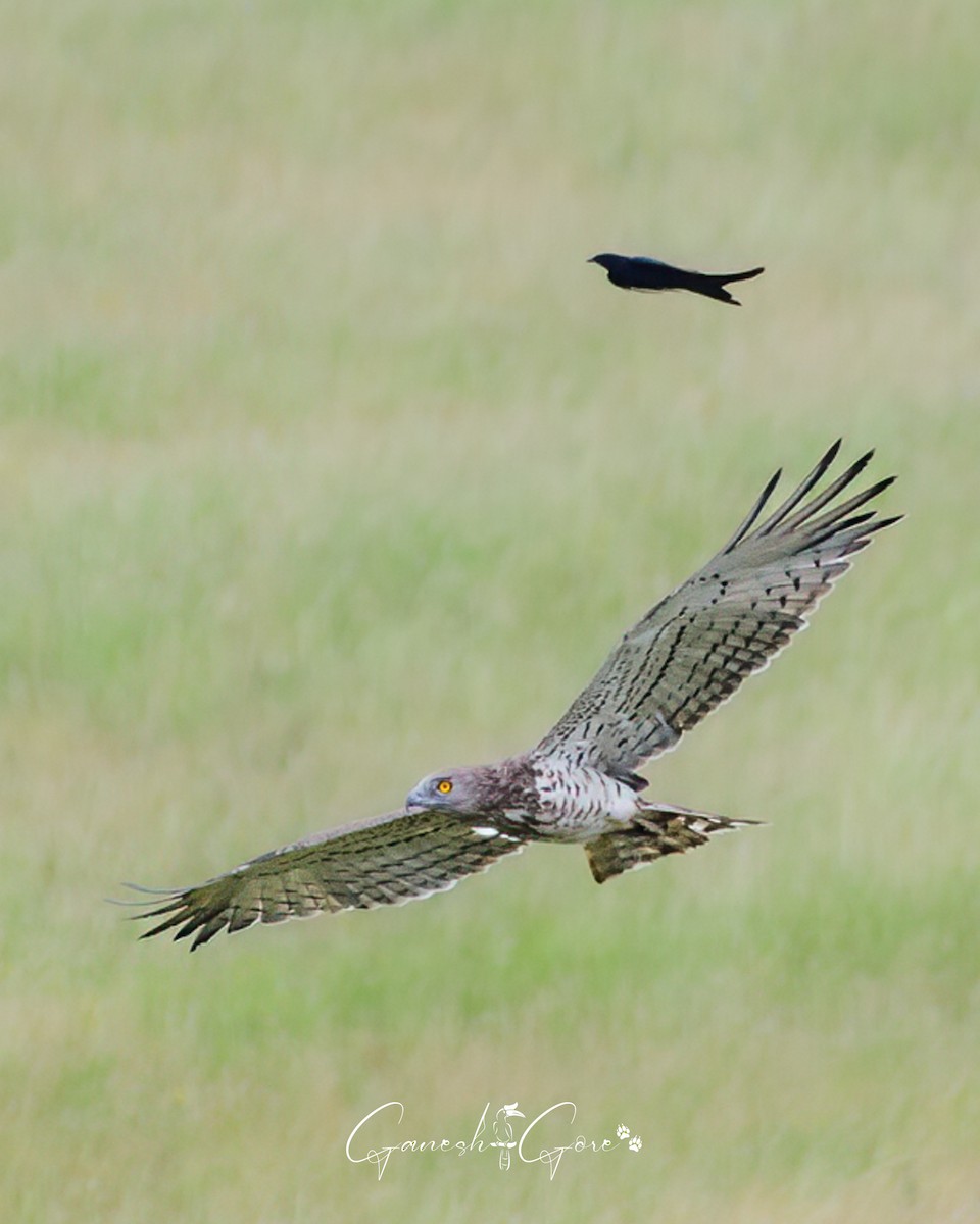Short-toed Snake-Eagle - ML626524323
