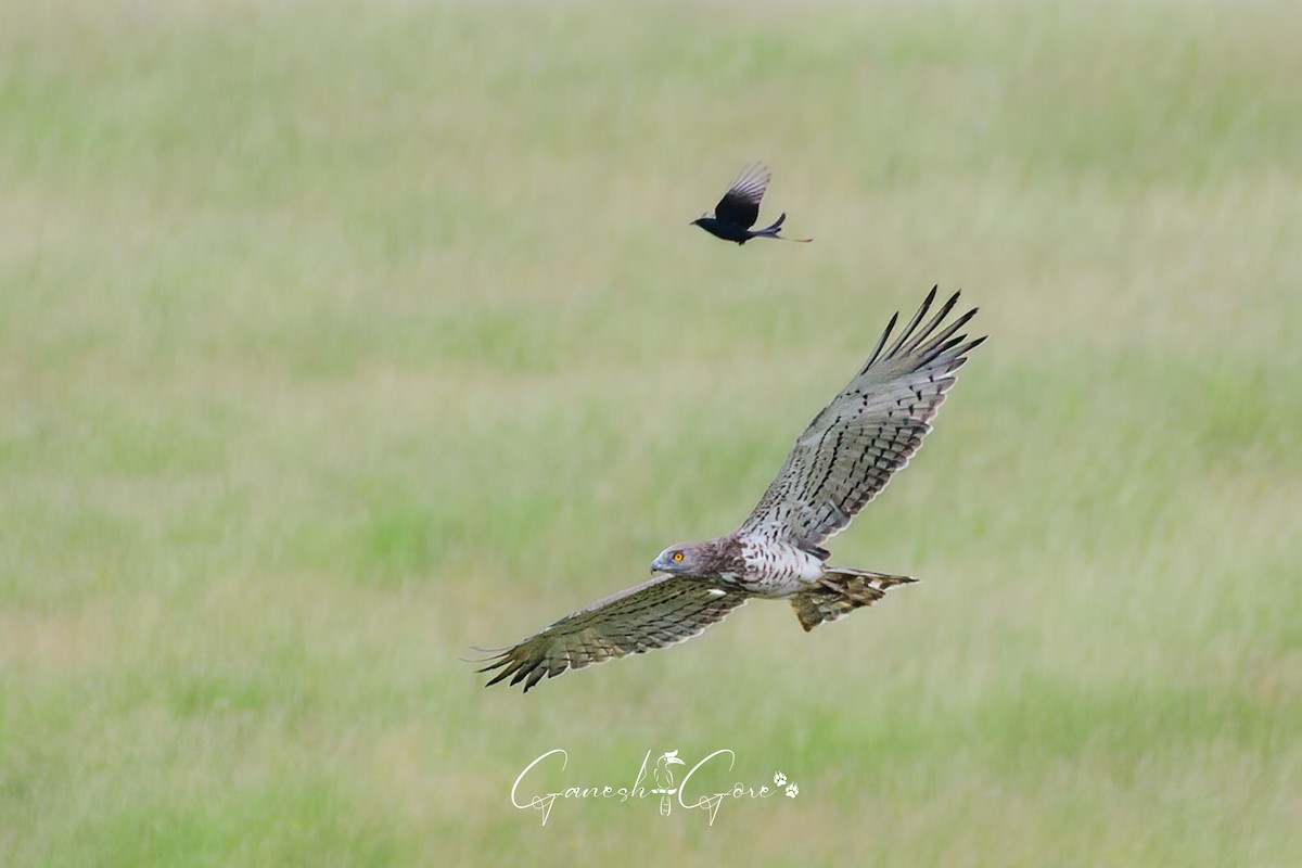 Short-toed Snake-Eagle - ML626524325