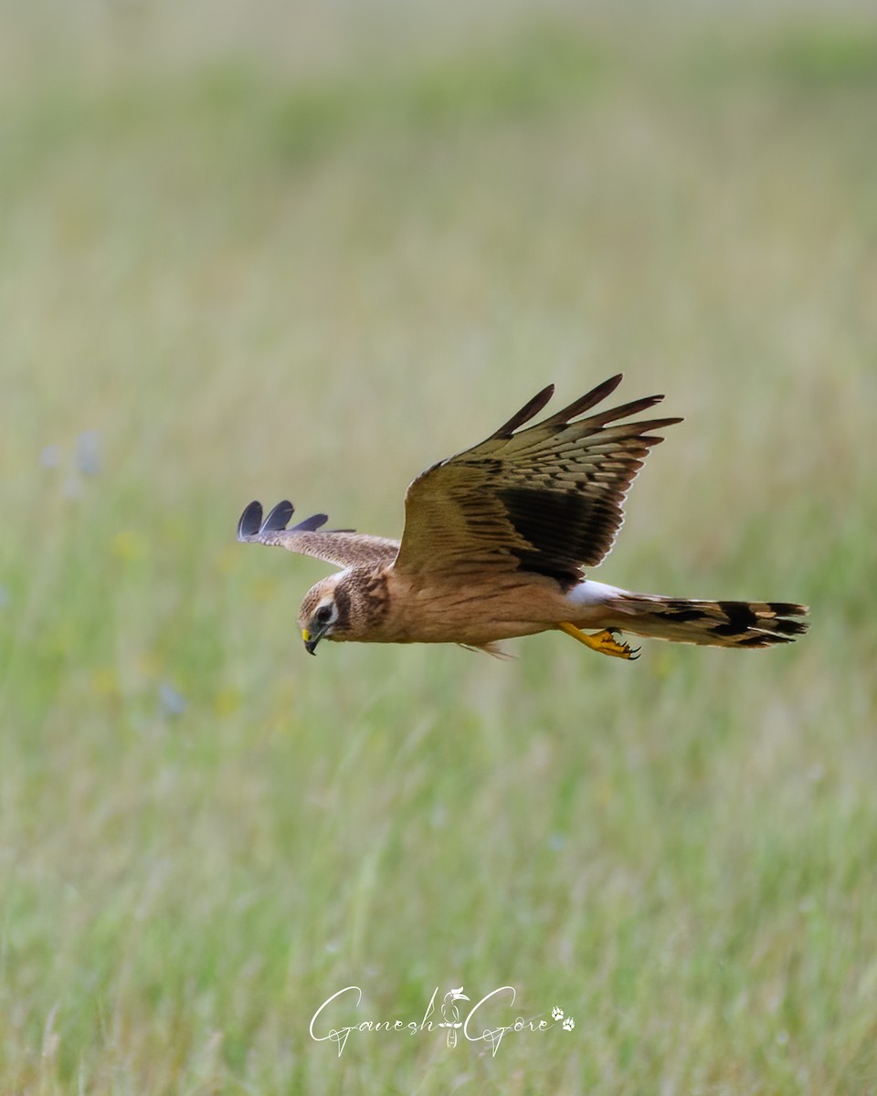 Montagu's Harrier - ML626524328