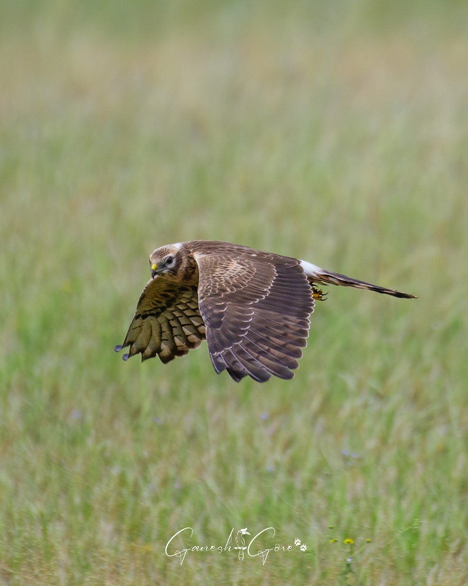 Montagu's Harrier - ML626524329