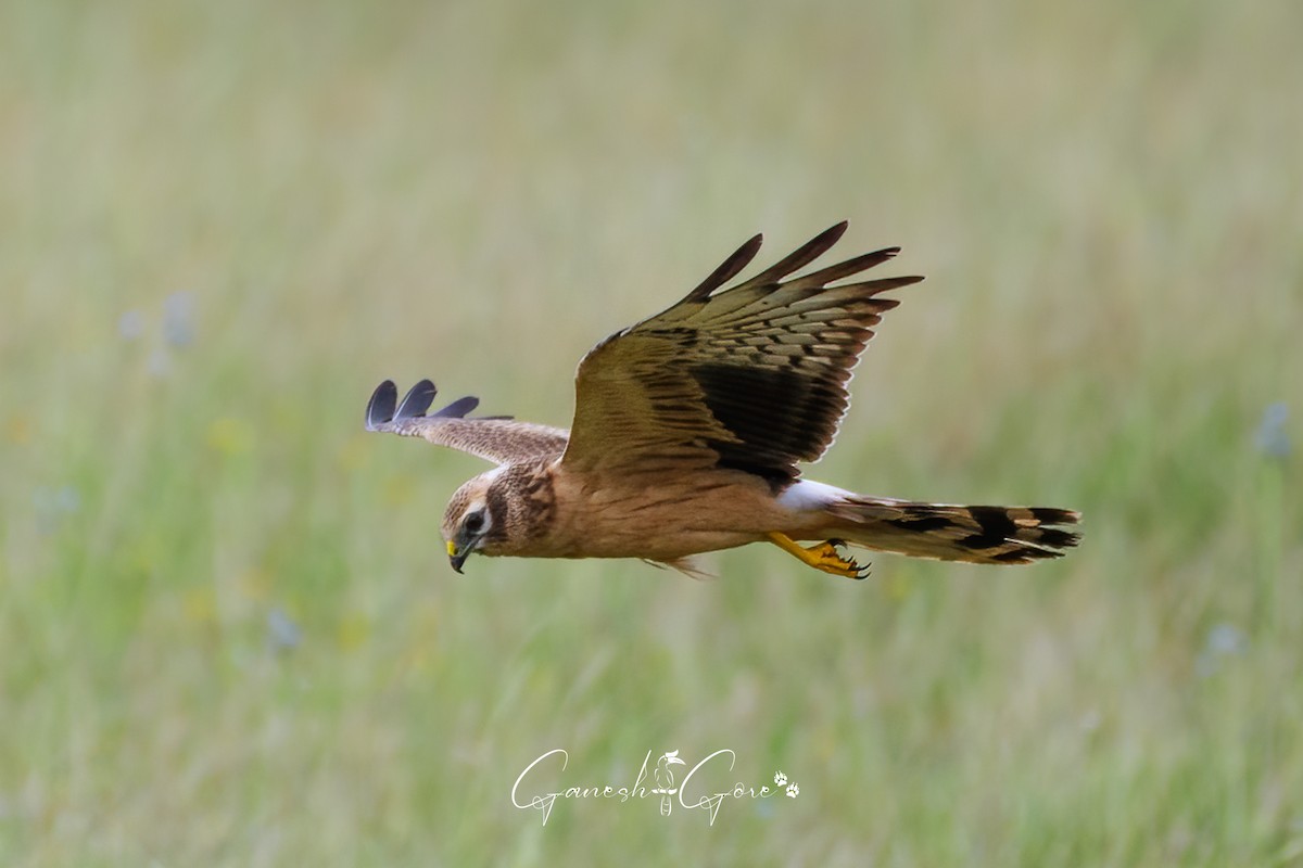 Montagu's Harrier - ML626524330