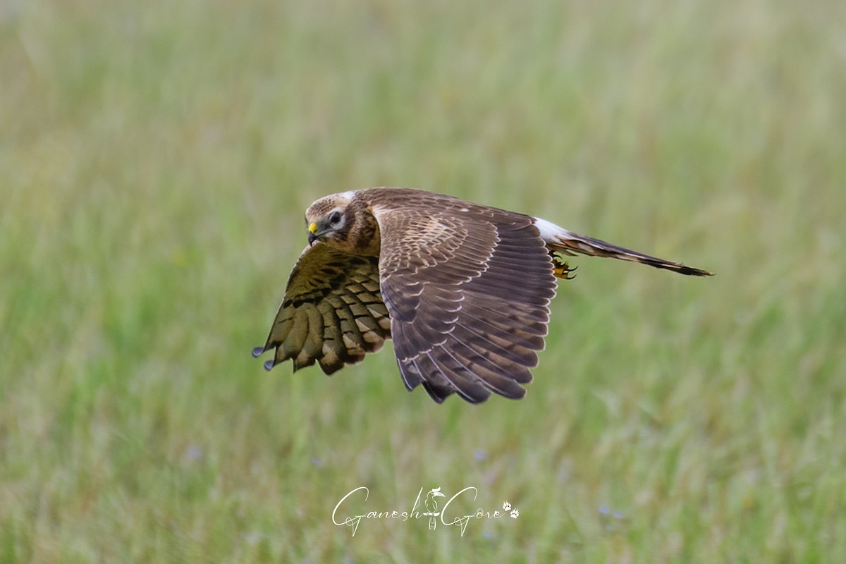 Montagu's Harrier - ML626524331