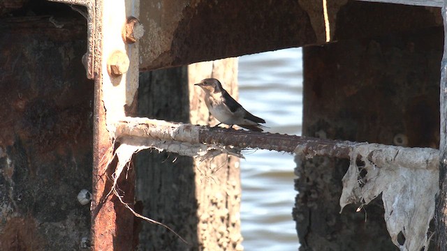 Welcome Swallow - ML626524381