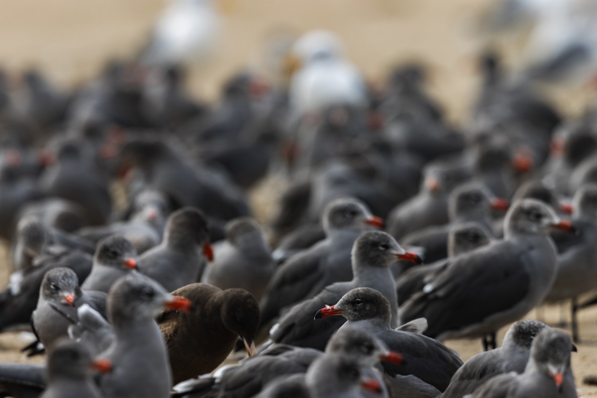 Gaviota Mexicana - ML626524574