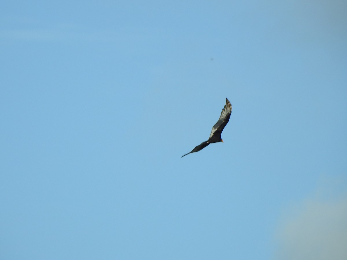 Lesser Yellow-headed Vulture - ML626524585