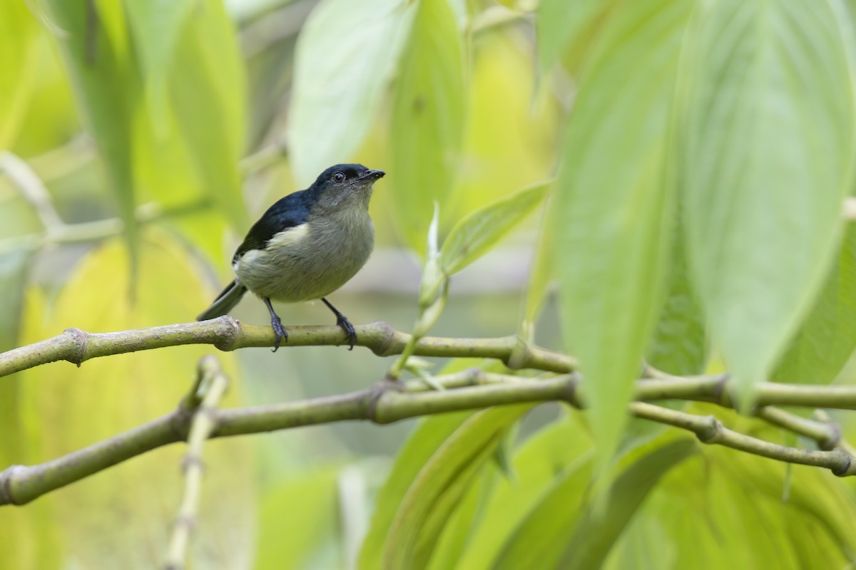 Fan-tailed Berrypecker - ML626524727