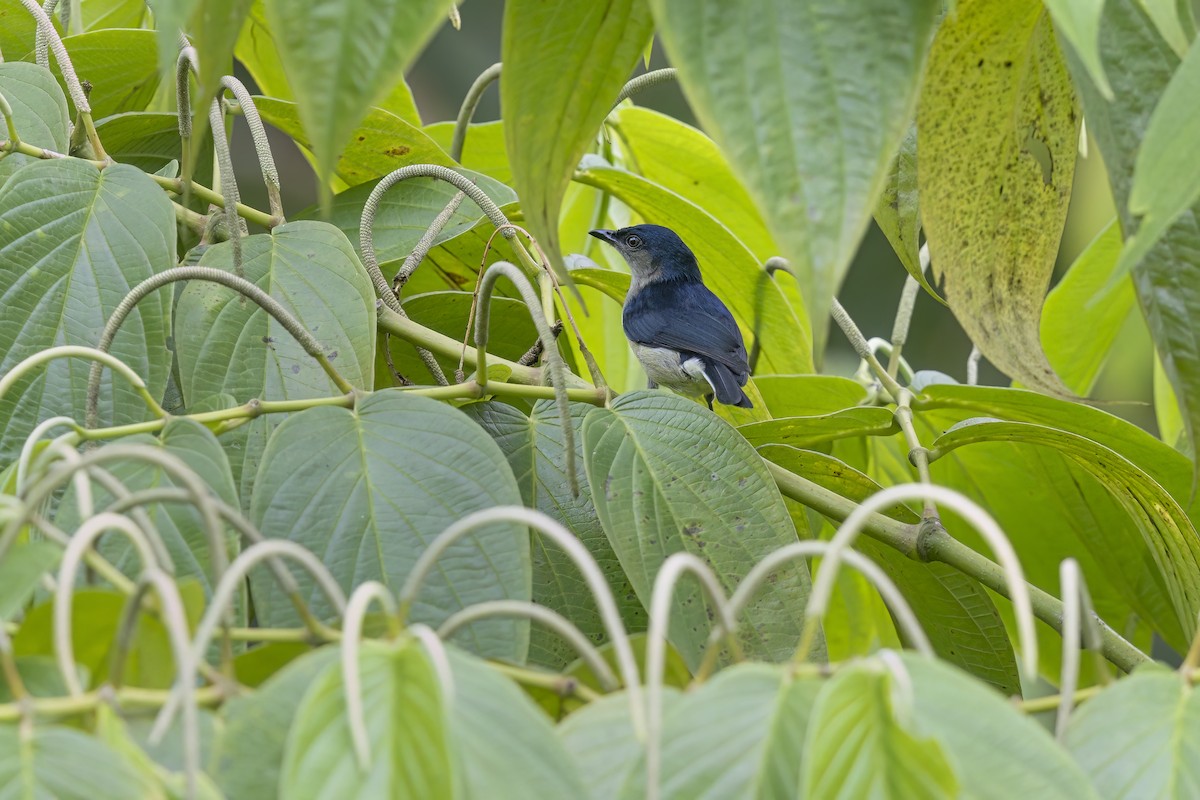 Fan-tailed Berrypecker - ML626524728