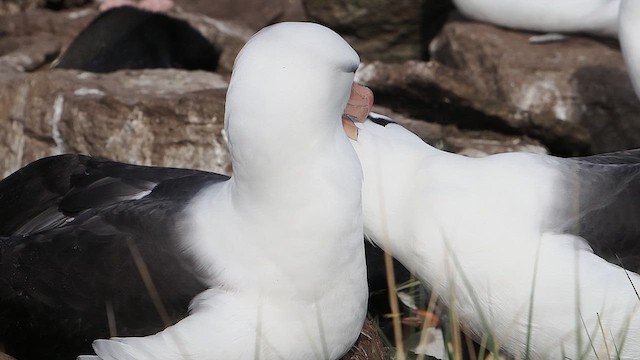 Albatros à sourcils noirs - ML626524743