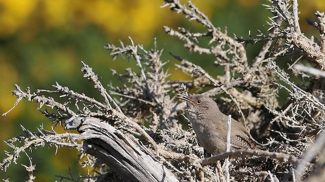 Cobb's Wren - ML626524744