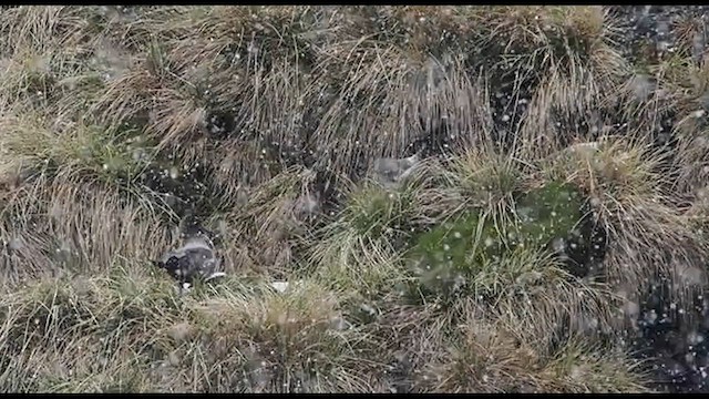 Light-mantled Albatross - ML626524760