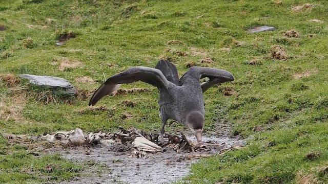 Northern Giant-Petrel - ML626524815