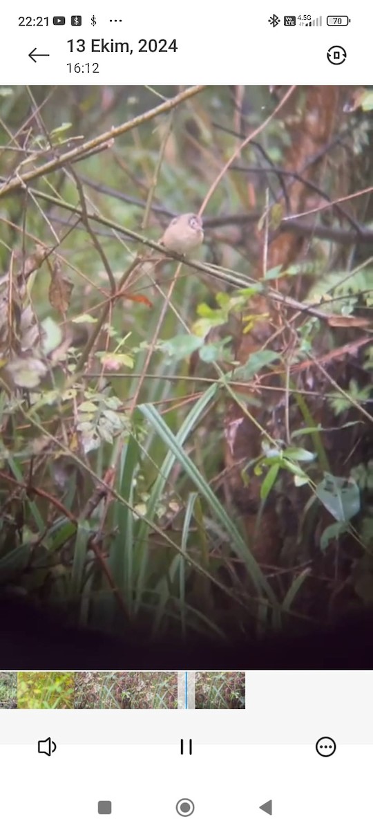 nuthatch sp. - ML626524964