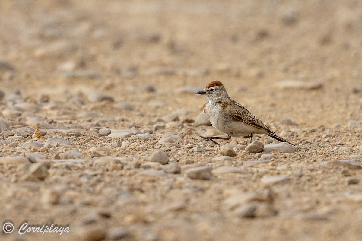 Red-capped Lark - ML626525072