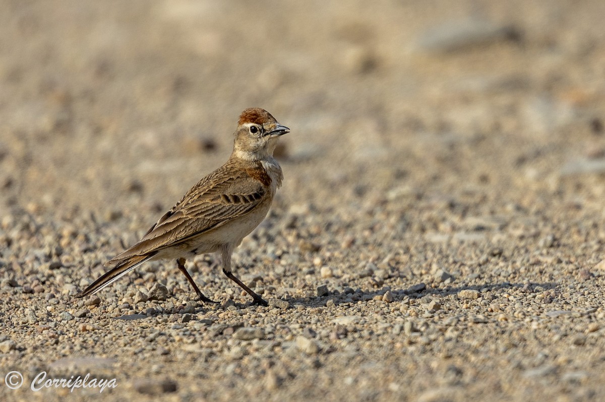 Red-capped Lark - ML626525076