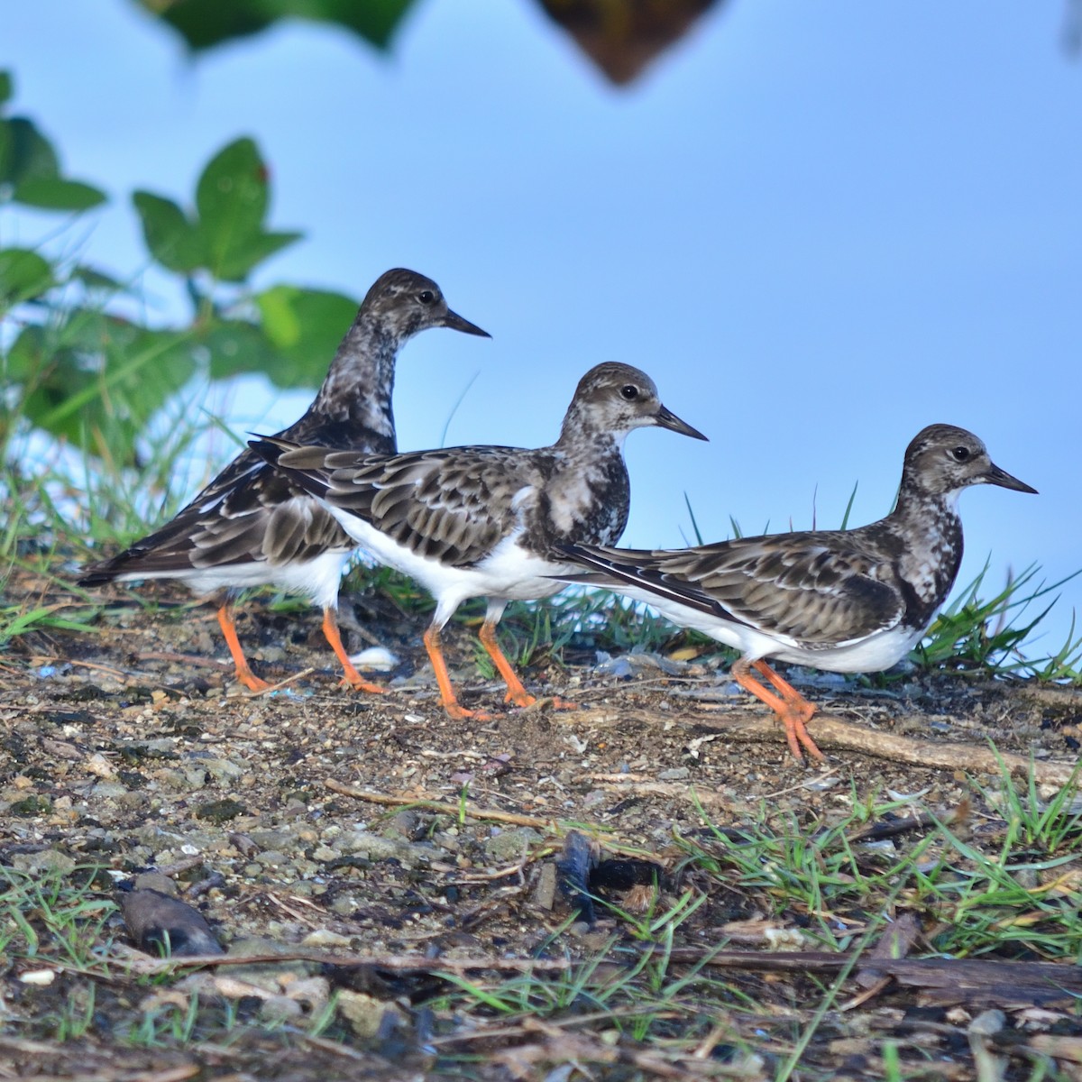 Ruddy Turnstone - ML626525092